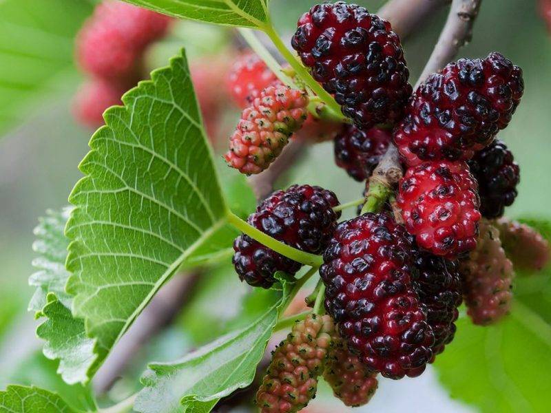 Шелковица купить саженцы из питомнике в Гатчине