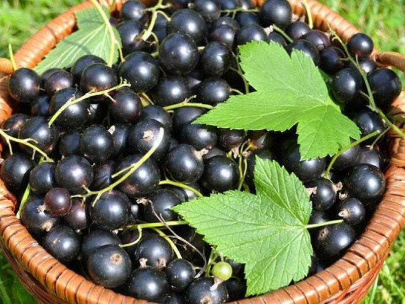 Смородина купить саженцы из питомника в Гатчине