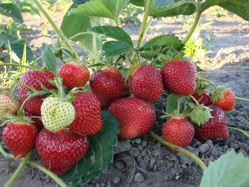 Клубника купить саженцы из питомника в Гатчине