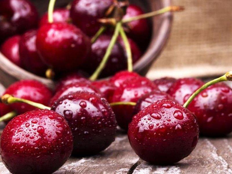 Вишня купить саженцы из питомника в Гатчине