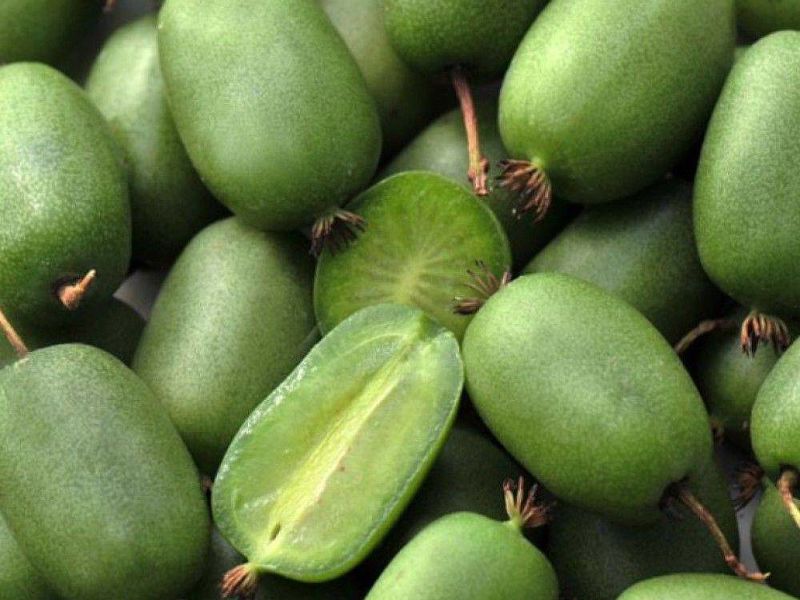 Актинидия купить саженцы из питомнике в Гатчине