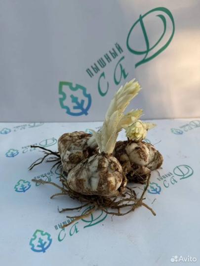 Лилия "ГРАНД АМУР" 3 штуки (размер 18/20)
