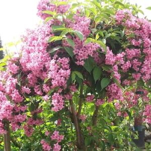 Вейгела "БУКЕТ РОУЗ"