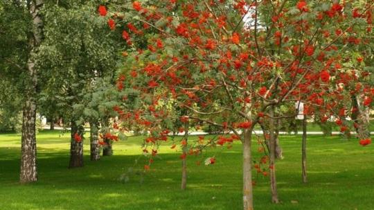 РЯБИНА обыкновенная