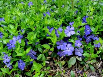 БАРВИНОК МАЛЫЙ