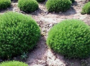 САНТОЛИНА ЗЕЛЕНАЯ