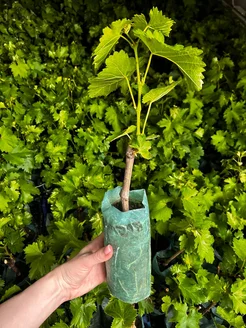 Виноград "АНЖЕЛИКА" (Ксения) ранний